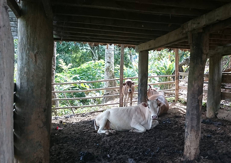 海外地域医療研修