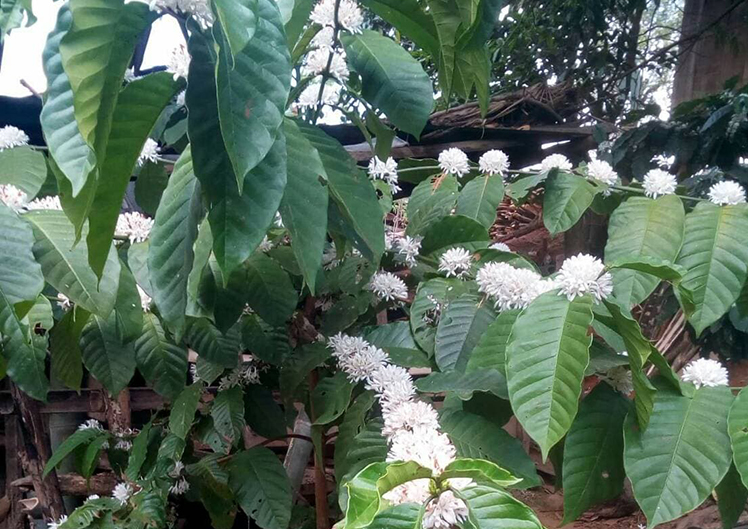 TSYCoffeeプロジェクト