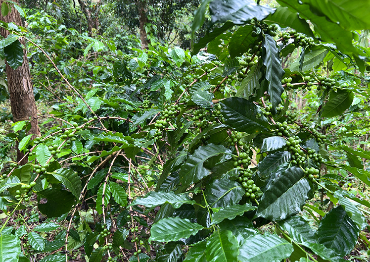 TSYCoffeeプロジェクト